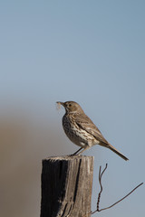 Sage Thrasher carries nesting materials in spring in southern Colorado