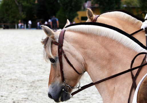 Close up of a fjord horses on a dressage event