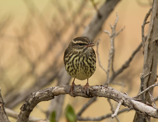 Northern Waterthrush