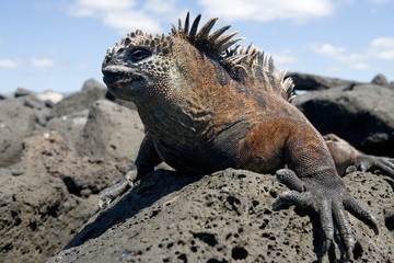 Marine iguana on the stone. Close-up. Galapagos Islands.