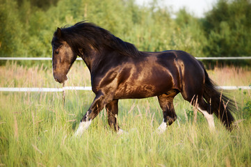 Portrait of heavy Vladimir draft horse in gallop
