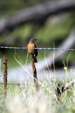 American Robin carries a beakful of food on a New Mexico ranch