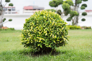 Ficus altissima tree