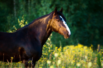 Portrait of heavy Vladimir draft horse in gallop
