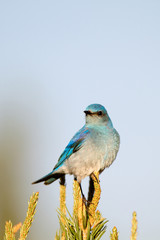 Female Mountain Bluebird on a pinyon pine in New Mexico's high desert