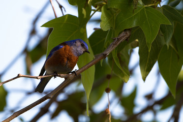 Male Western Bluebird in breeding plumage in southern California