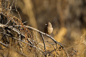 Abert's Towhee at sunset in a scrub thicket in southern Arizona