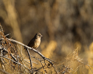 Abert's Towhee at sunset in a scrub thicket in southern Arizona