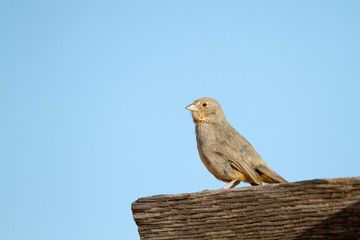 Juvenile Canyon Towhee in Palo Duro Canyon in the Texas Panhandle
