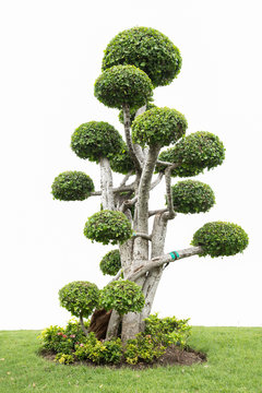 Collection of bonsai tree