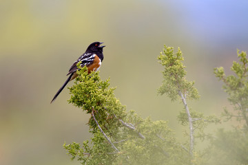 Spotted Towhee sings in a juniper tree in New Mexico