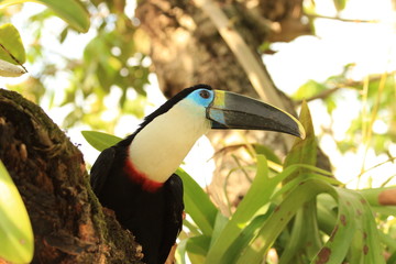 Tucan