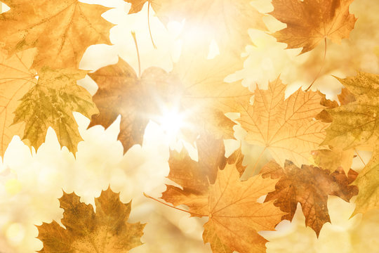 golden leaves