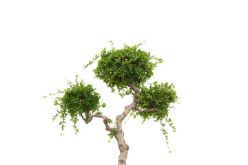 Collection of bonsai tree