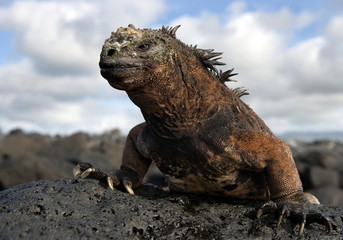 Marine iguana on the stone. Close-up. Galapagos Islands.