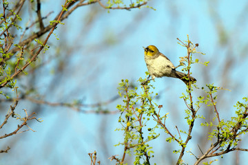 Verdin has caught a bug in Arizona's Sonoran Desert