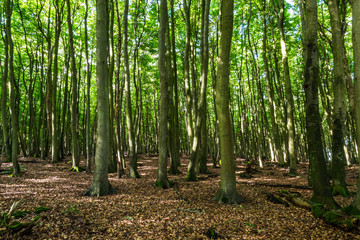 Buchenwald im Frühherbst