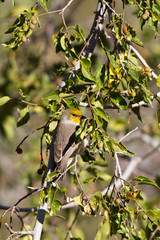 Tiny, acrobatic Verdin hunts bugs in a southern Arizona tree in autumn