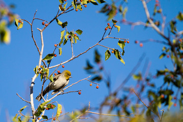 Tiny Verdin in a southern Arizona tree in autumn