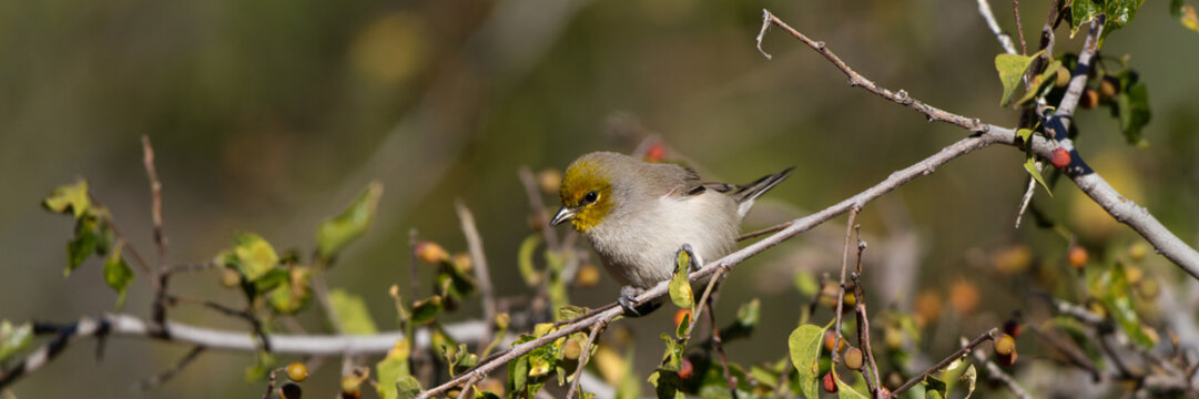 Panorama of a tiny Verdin in a southern Arizona tree in autumn