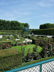 Obraz premium Rosengarten unter blauem Himmel