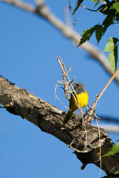 Male MacGillivray's Warbler in a tree in Santa Fe, New Mexico, during spring migration