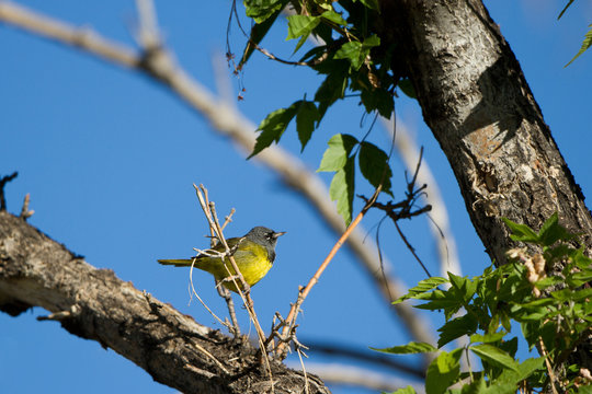 Male MacGillivray's Warbler in a tree in Santa Fe, New Mexico, during spring migration