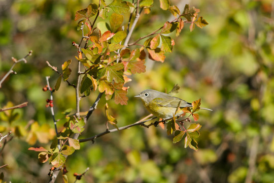 Nashville Warbler in the Colorado Rockies during autumn migration