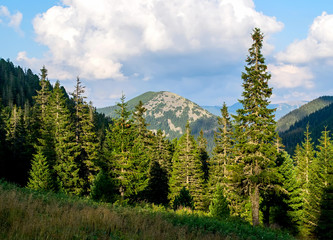 Mountain pine forest in the light of the evening sun. Summer. Mountains in the background. Ukrainian Carpathians