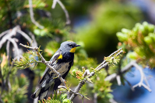 Yellow-rumped Warbler in a pine tree in Cedar Breaks National Monument in Utah