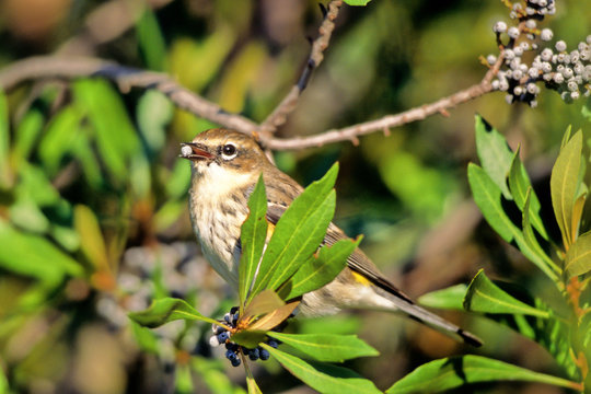 Yellow-rumped Warbler eats a myrtle berry on Virginia's Eastern Shore