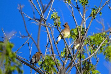 Fototapeta premium Cedar Waxwing in Patagonia, Arizona, in spring