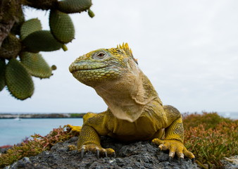 Fototapeta premium The land iguana sits amid the cactus. Galapagos Islands.