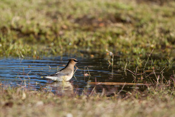 Cedar Waxwing bathes in a puddle in Patagonia, Arizona