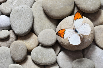 Fototapeta na wymiar Butterfly and stones