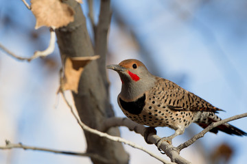 Male Northern Flicker in autumn in Bosque del Apache National Wildlife Refuge