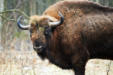 European bison
