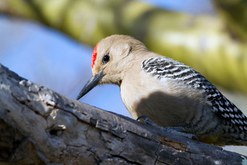 Male Gila Woodpecker and a Palo Verde tree in Arizona's Sonoran Desert