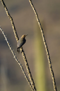 Gila Woodpecker on Ocotillo cactus in Arizona's Sonoran Desert