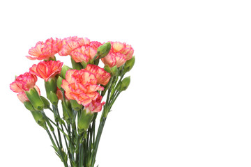 カーネーション