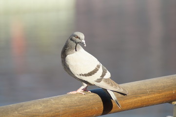 Taube