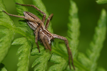 Garden spider on ferns