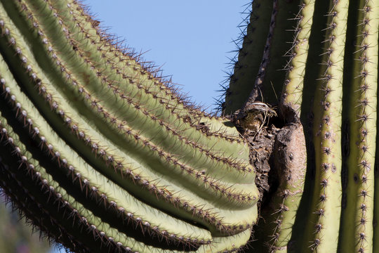 Female Cactus Wren brings nesting material to a Giant Saguaro Cactus