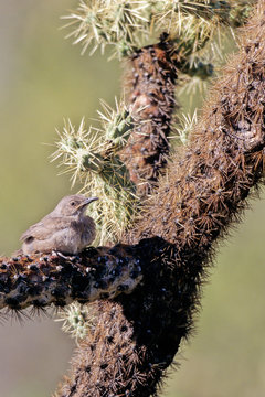 Cactus Wren juvenile on a Cholla cactus in Arizona's Sonoran Desert