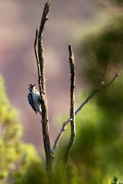 Ladder-backed Woodpecker in Palo Duro Canyon State Park in the Texas Panhandle