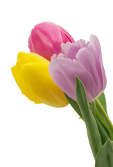 tulip flowers