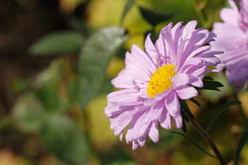 Obraz premium Blühende Aster