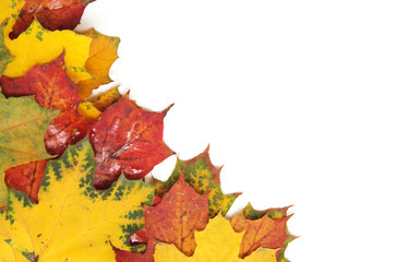 autumn maple leaf isolated on white background