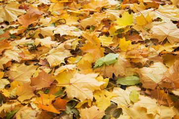 Maple leaves background