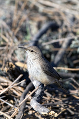 Rock Wren in Saguaro National Park near Tucson, Arizona